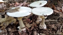 Amanita elliptosperma
