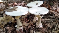Amanita elliptosperma