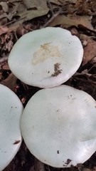 Amanita elliptosperma
