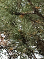 Pinus