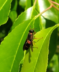 Euodynerus apopkensis