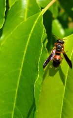 Euodynerus apopkensis