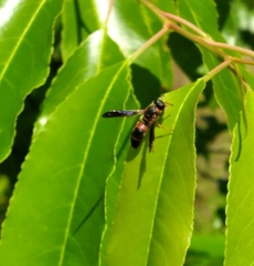 Euodynerus apopkensis