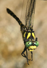 Cordulegaster picta