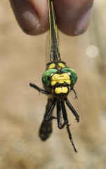 Cordulegaster picta
