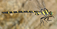 Cordulegaster picta