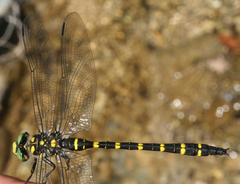 Cordulegaster picta