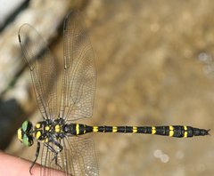 Cordulegaster picta