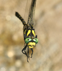 Cordulegaster picta