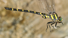 Cordulegaster picta