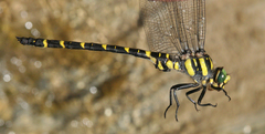 Cordulegaster picta