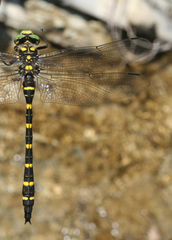 Cordulegaster picta