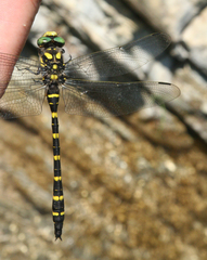 Cordulegaster picta