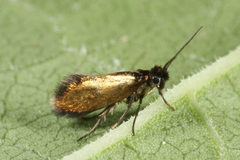 Micropterix