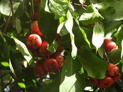 Syzygium aqueum