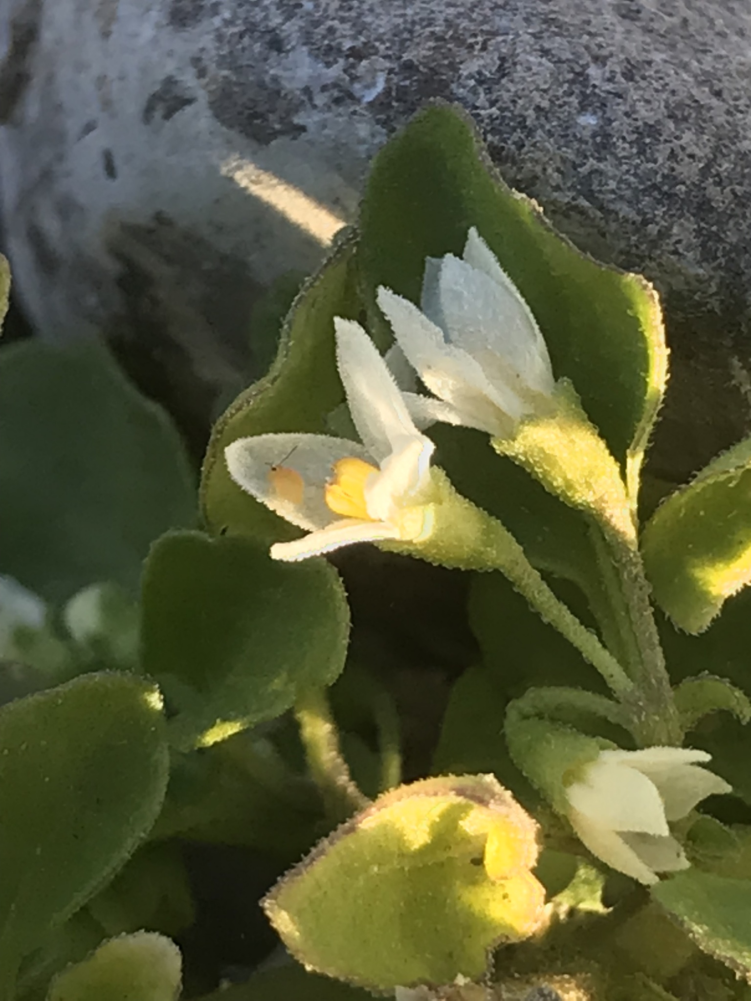 Imagem de Solanum sanfurgoi não possui um nome popular amplamente reconhecido no Brasil