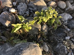 Solanum sanfurgoi