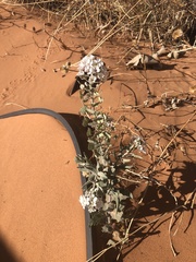 Dimorphocarpa candicans