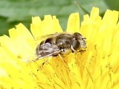 Eristalis abusiva