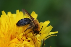 Andrena nitida