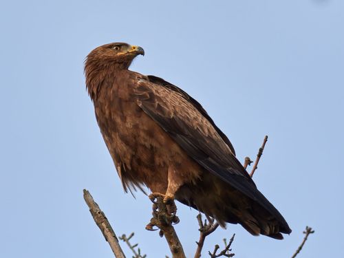 Aigle pomarin