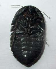 Derocalymma