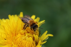 Andrena nitida