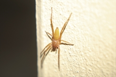 Araneae