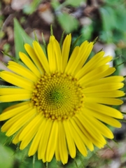 Doronicum plantagineum