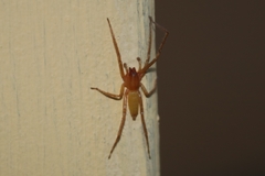 Araneae