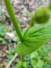 Doronicum plantagineum