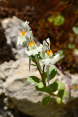 Linaria reflexa