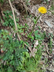 Doronicum plantagineum