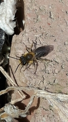 Andrena milwaukeensis