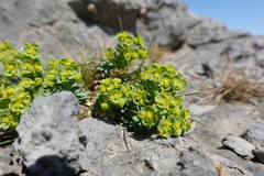 Euphorbia portlandica