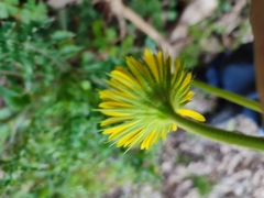 Doronicum plantagineum