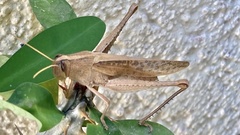 Schistocerca camerata