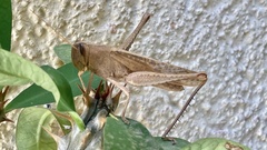 Schistocerca camerata