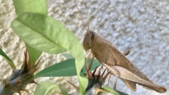 Schistocerca camerata
