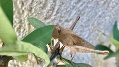 Schistocerca camerata