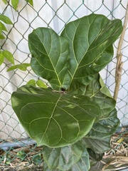 Ficus lyrata