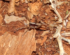 Allocosa lawrencei
