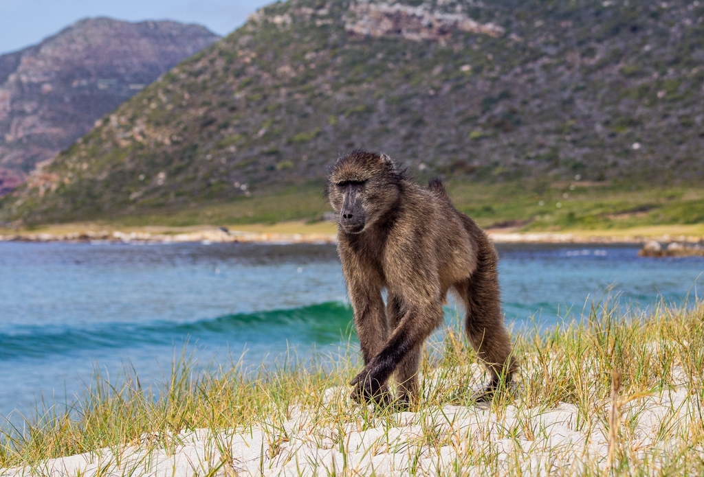 Chacma Baboon