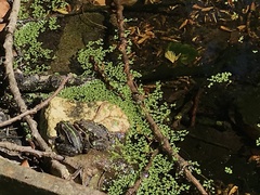 Pelophylax