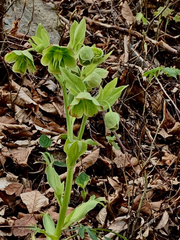 Helleborus foetidus