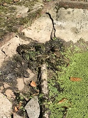 Pelophylax