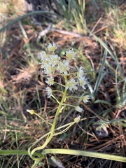 Toxicoscordion micranthum