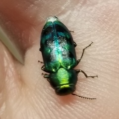 Knowltonia calida