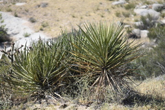 Yucca schidigera