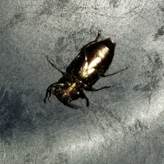 Knowltonia calida